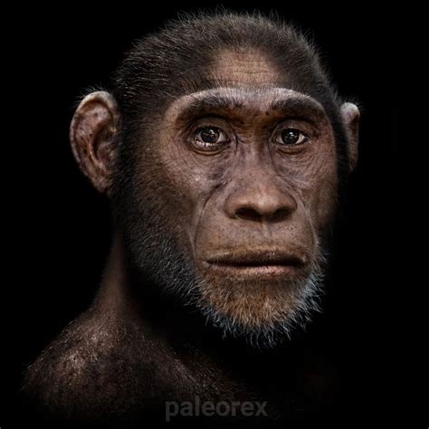 Homo Erectus - Extinct Early Human Species