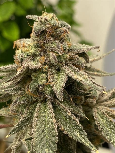 Project X - AK47 Hybrid Strain, Colombian, Mexican Thai Afghan Strains ...