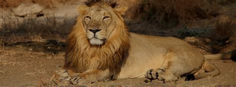 Gir Forest National Park, Gir Wildlife Sanctuary, Gujarat India