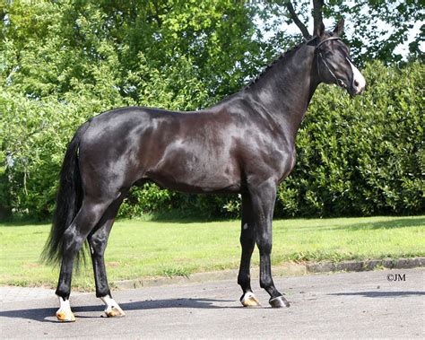 Everdale (Lord Leatherdale-Negro) | Warmblood, Dutch warmblood ...