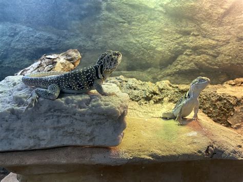 Image result for Eastern Collared Lizard