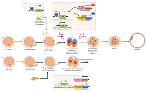 Functions and Regulation of Endogenous Retrovirus Elements during ...