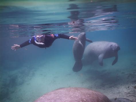 Río Hondo: el afluente que urge proteger para conservar al manatí antillano en México y Belice
