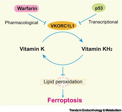 Warfarin Mechanism Of Action