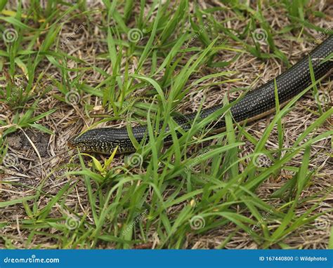 Eastern Glass Lizard Ophisaurus Ventralis In Grass Stock Photo ...