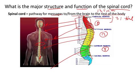 Image result for Spinal Cord Structure and Function