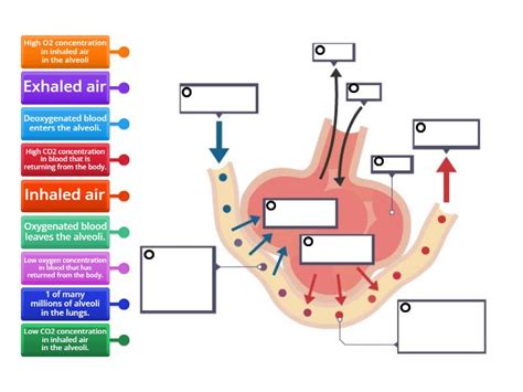 Image result for Diffusing Capacity of Oxygen