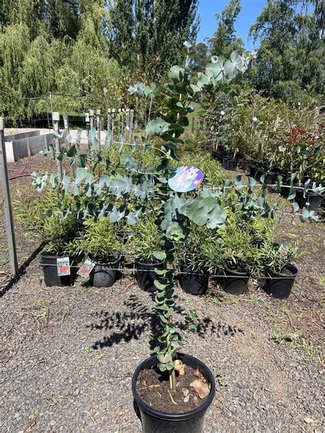 Eucalyptus pulverulenta - Baby Blue - Blerick Tree Farm