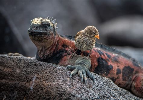 Marine iguana - Galapagos Conservation Trust