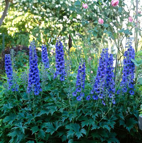 How to Plant and Grow Delphiniums