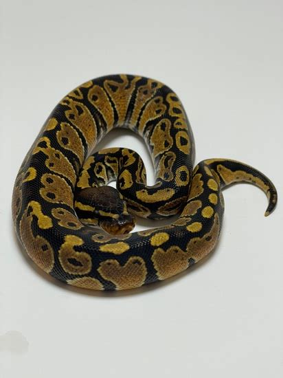 Wicked Wicked Reptiles Ball Python 的图像结果