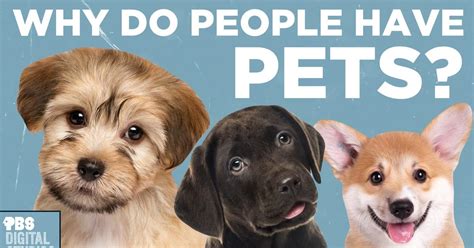 Image result for Pets Explained