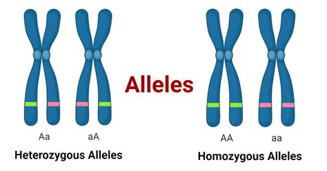 Image result for Inheritance Allele