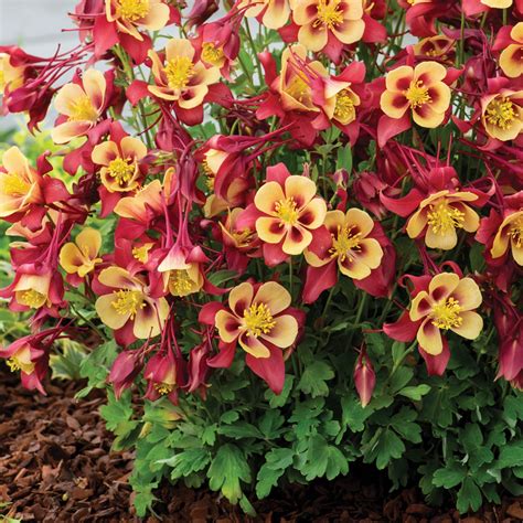 Columbine Plants Golden Columbine (Aquilegia Chrysantha) - Elevated ...