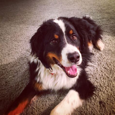 Bernese Mountain Dog Mix With Border Collie
