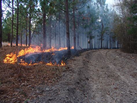 Burning Laws In South Carolina at Alyssa Hardwicke blog