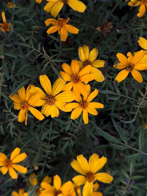 Copper Canyon Daisy - Nativo Gardens