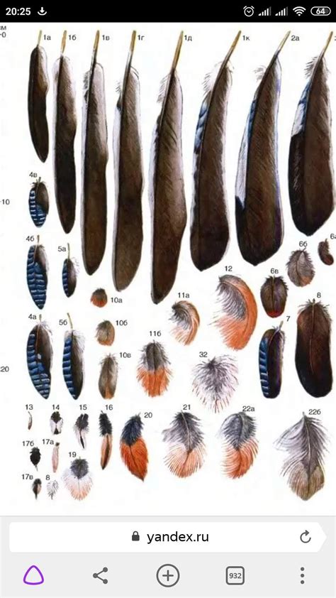 The feather atlas feather identification and scans – Artofit