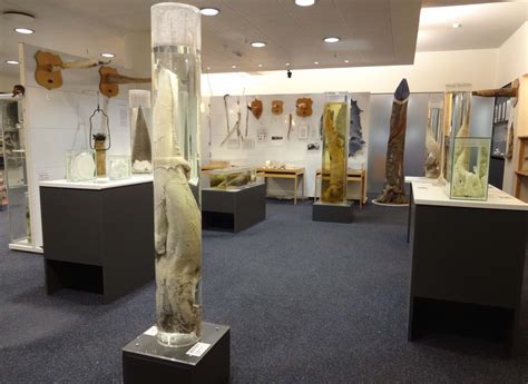 Icelandic Phallological Museum