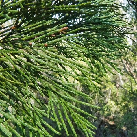 Calocedrus decurrens (Incense-cedar) – 10,000 Things of the Pacific ...