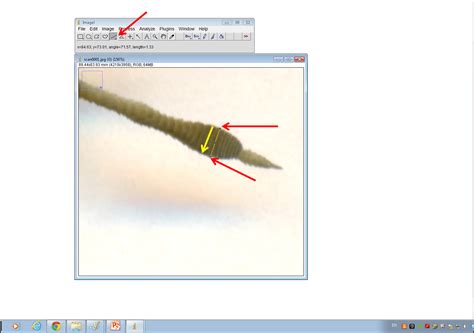 Image result for ImageJ Tutorial Length
