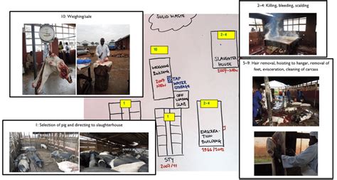 Slaughter Process 的图像结果