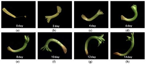 Investigating Seed Dormancy in Pinus bungeana Zucc. ex Endl ...