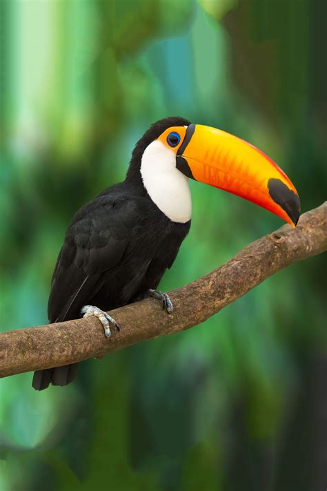 10 Common Animals In Tropical Rainforest
