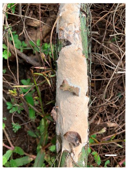 Molecular Phylogeny and Global Diversity of the Genus Haploporus ...