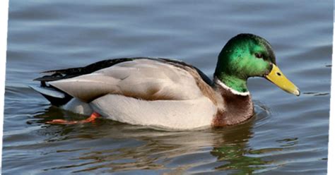 Image result for Animals Using Sign Language
