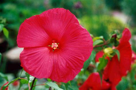 15 Flowering Plants With Large Blossoms