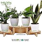Leafy Tales Jade Good Luck Live Plant in Black Plastic Pot (Button Jade ...