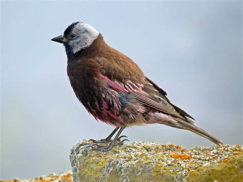 Gray-crowned Rosy-Finch - St. Paul Island Tour