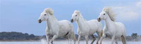 Download wallpaper sea, water, shore, horses, horse, running, white ...