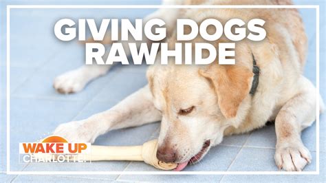 Are Rawhide Chews Safe For Dogs