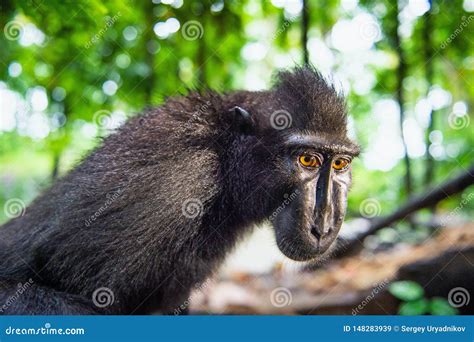 The Celebes Crested Macaque. Close Up Portrait. Crested Black Macaque ...