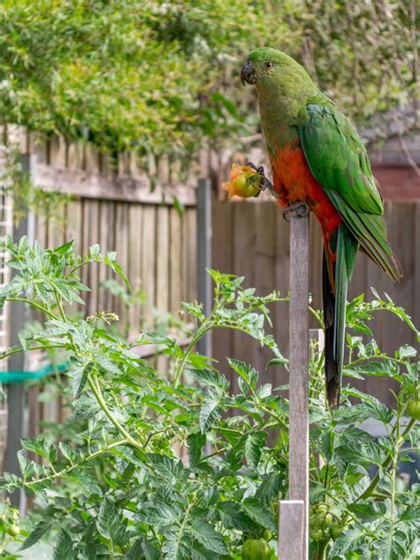 How to Stop Birds from Eating Tomato Plants | Step by Step Guide