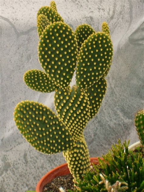 Bunny Ear Cactus (Opuntia microdasys) | Cactus, Purple plants, Cacti ...