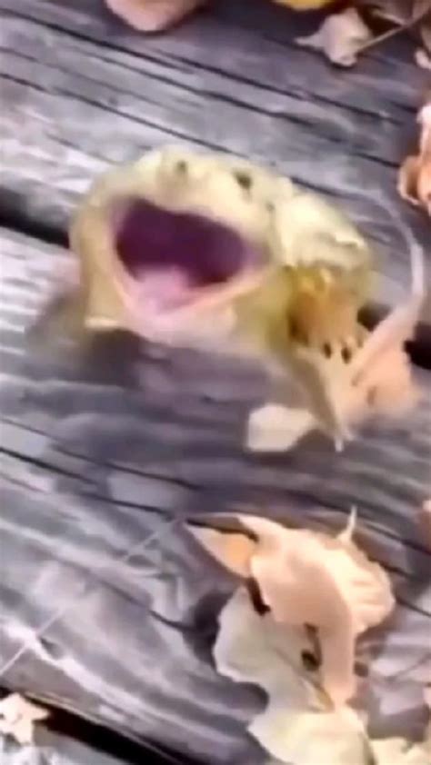 Image result for Frog Jumping Backwards Meme