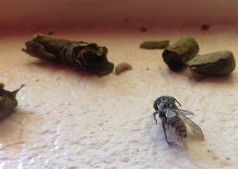 Image result for How to Control Leaf Cutter Bees