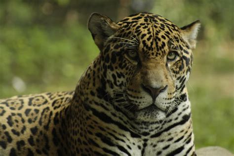 Jaguars | Chattanooga Zoo