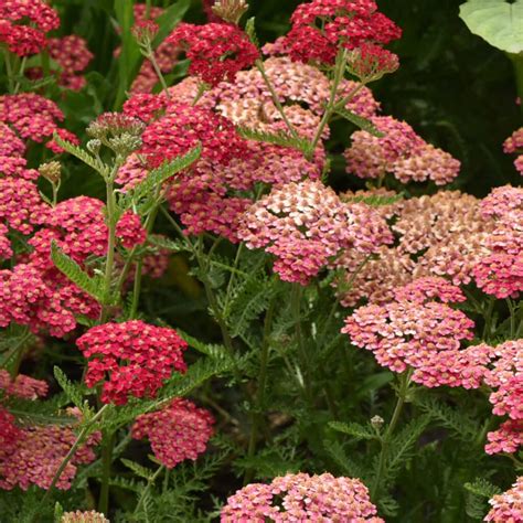 How to Grow Achillea Plant aka Yarrow - Flower Patch Farmhouse