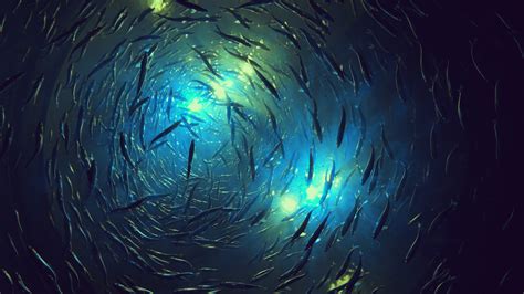 Sound of Fish Underwater 的图像结果