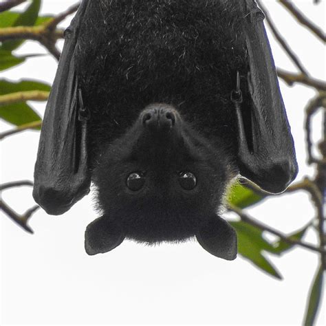 Fluffy bat – Artofit