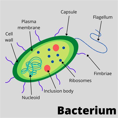 Microbiology 的图像结果