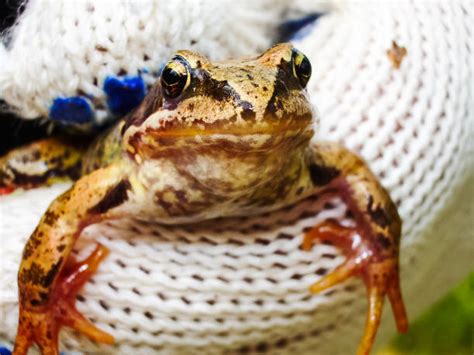 Image result for Frog Catching Insect