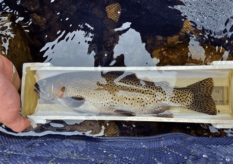 Image result for Extinct Fish