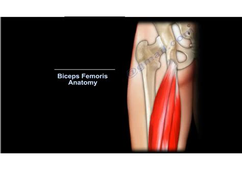 Anatomy of Biceps Femoris — OrthopaedicPrinciples.com