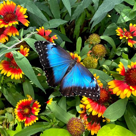 Discovering the Blue Morpho Butterfly: A Marvel of Nature • The Butterfly House