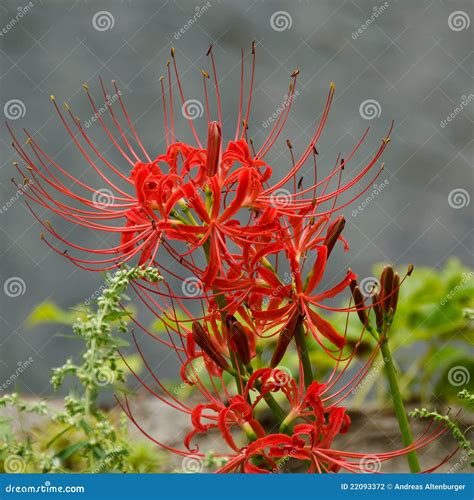 Red Spider Lily Lycoris